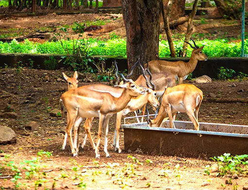 Arignar Anna Zoological Park