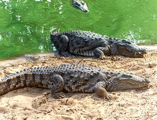 Meet the Crocodiles