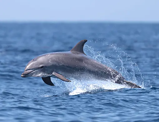 Dolphin Watching
