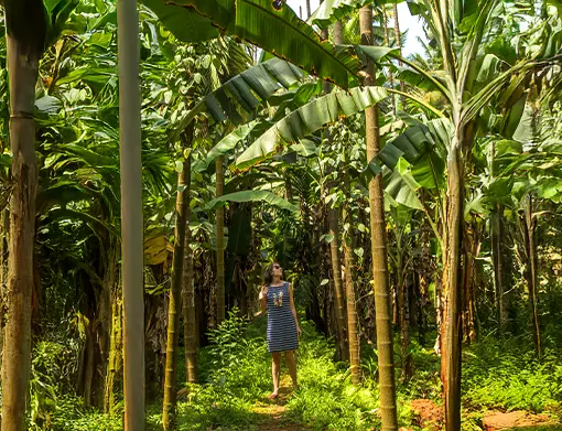 Spice Plantation Tour
