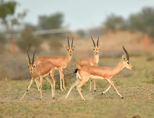 Desert National Park
