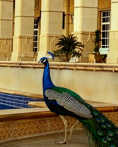 responsible-luxury-banner